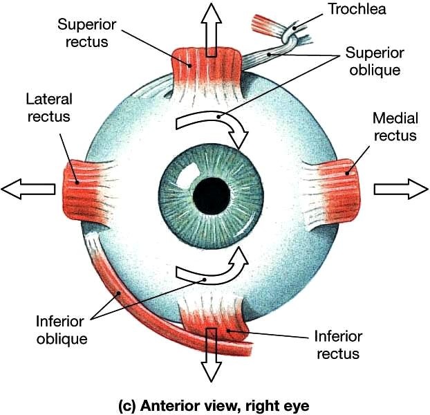 Simplified scheme of  six major extrinsic eye muscles.