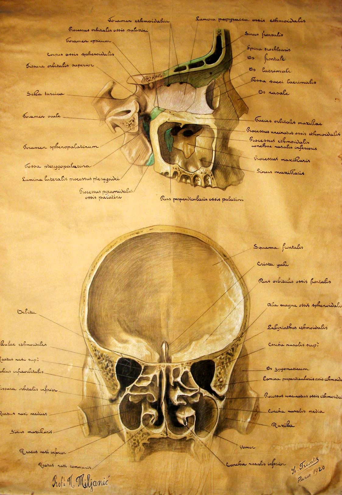 Sada već čuveni prikazi ljudskog tela Instituta za anatomiju (ljubaznošću prof. dr Milisavljevića)