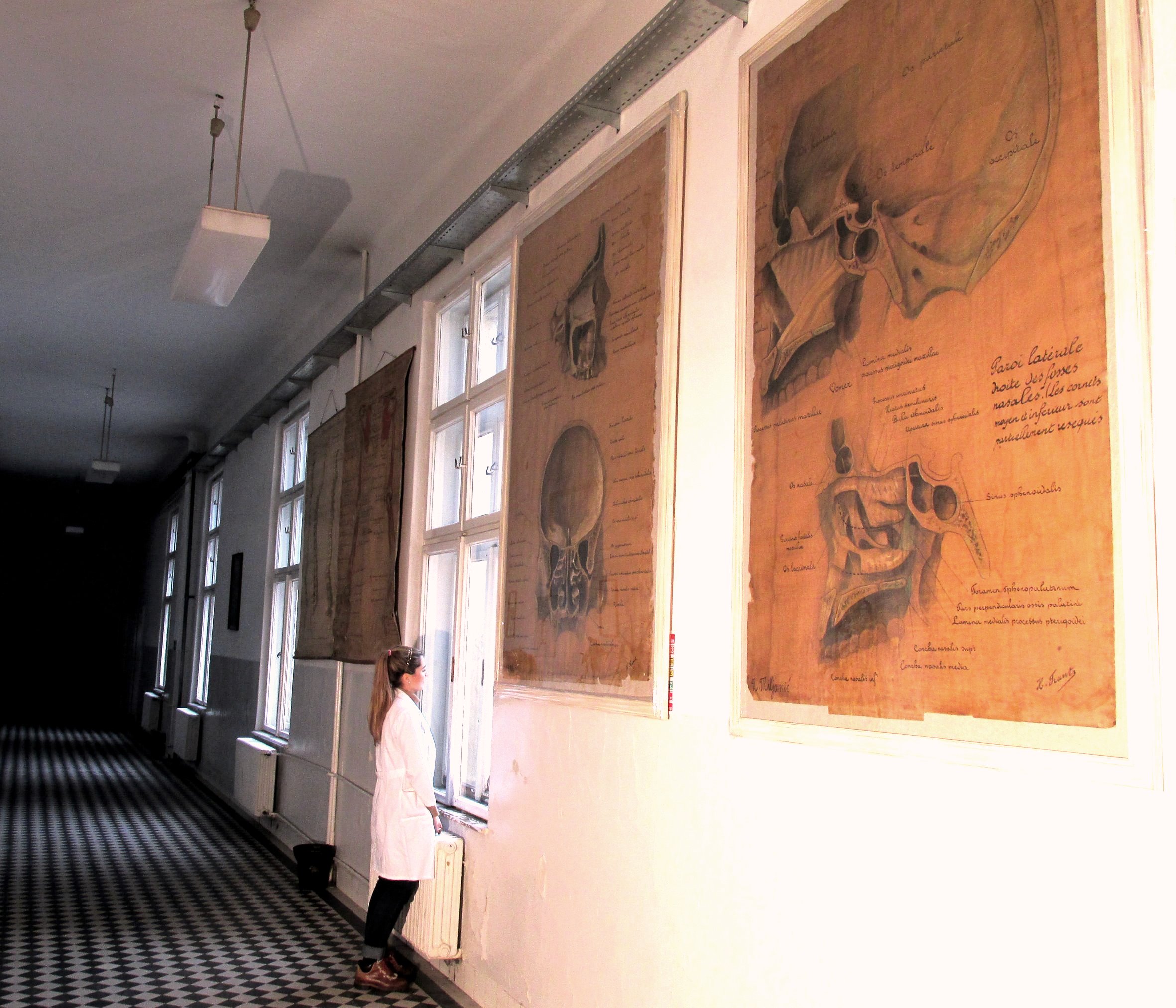 Velike hodnike Instituta za anatomiju krase ovi neverovatni crteži.