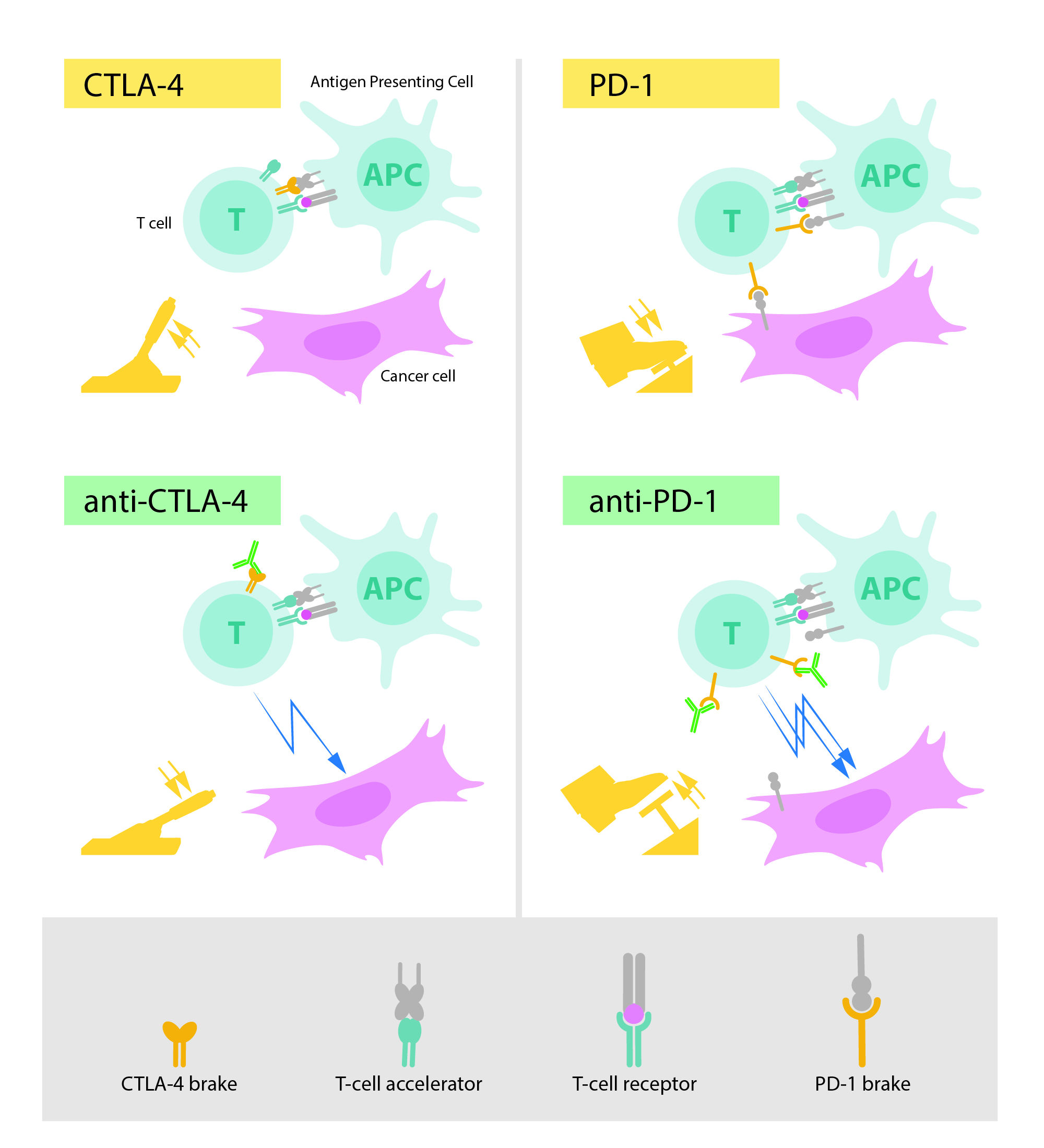 Slika: Gore levo: Aktivacija T ćelija zahteva vezivanje T ćelijskog receptora za strukturu koju imunski sistem prepoznaje kao stranu. Protein koji funkcioniše kao T ćelijski akcelerator je takođe potreban za aktivaciju T ćelija. CTLA-4 se ponaša kao inhibitor (kočnica) na T ćelijama inhibišući akceleratora. Dole levo: Antitela (zeleno) na CTLA-4 blokiraju funkciju inhibitora dovodeći do aktivacije T ćelija i napada na tumorske ćelije. Gore desno: PD-1 je takođe inhibitor aktivacije T ćelija. Dole desno: Antitela na PD-1 inhibišu funkciju inhibitora i tako aktiviraju T ćelije i snažan napad na tumorske ćelije.