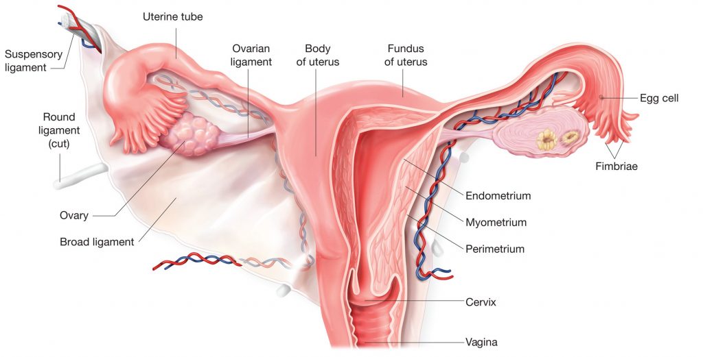Šematski prikaz ženskih reproduktivnih organa, od grlića materice do jajnika.